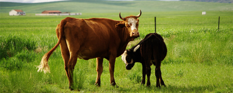 庖丁解牛寓意 庖丁解牛寓意和启示