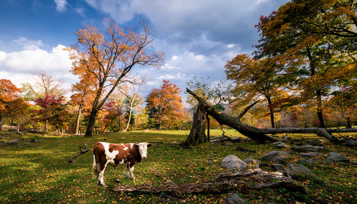 庖丁解牛寓意 庖丁解牛寓意和启示