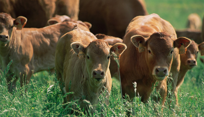 庖丁解牛寓意 庖丁解牛寓意和启示