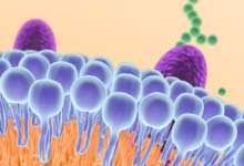 生物中考必背知识点 生物中考知识点