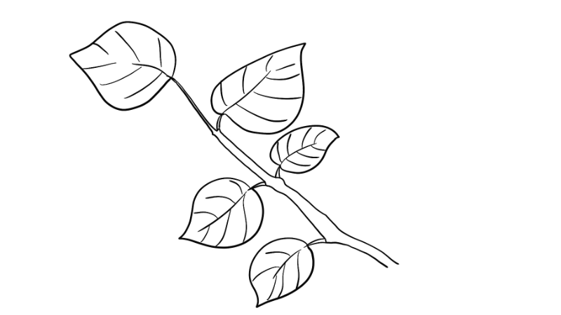 67简单好画的藤蔓植物简笔画