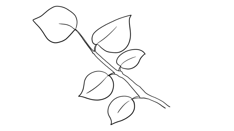 豌豆藤蔓简笔画图片