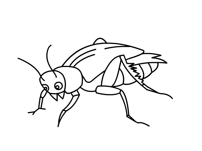 蟋蟀怎么画 蟋蟀怎么画简单又漂亮 蟋蟀简笔画