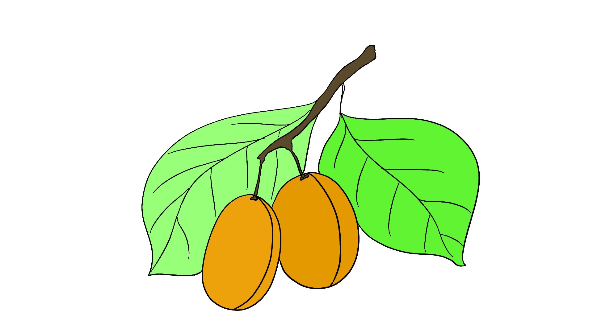 4,画出杏子的叶子3,画出杏子的枝干2,画出第二颗小小的杏子