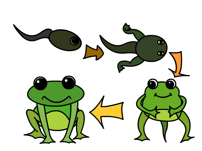 青蛙发育简笔画图片
