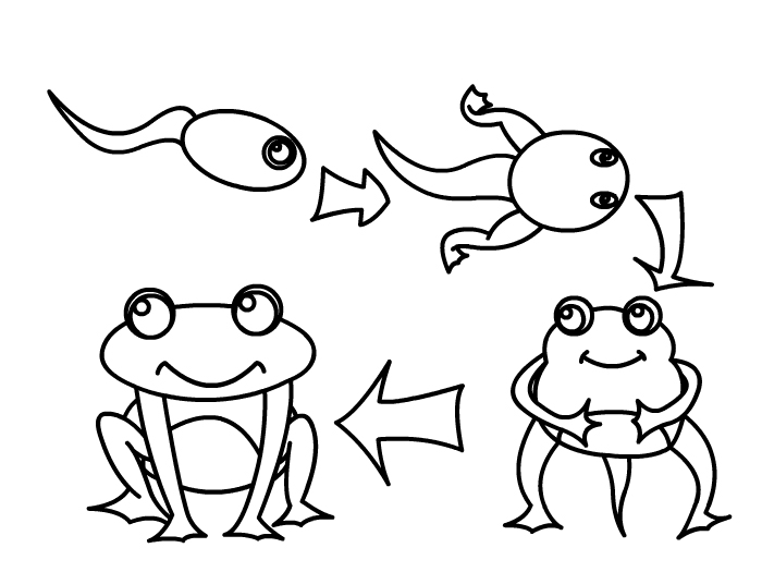小蝌蚪进化过程简笔画 小蝌蚪画法
