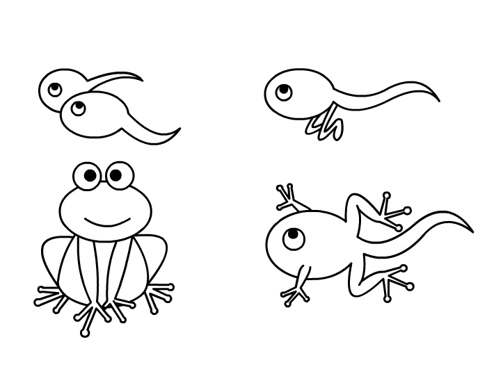 小蝌蚪变青蛙的过程图片简笔画