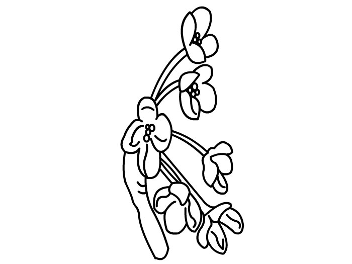关于桂花的简笔画图片