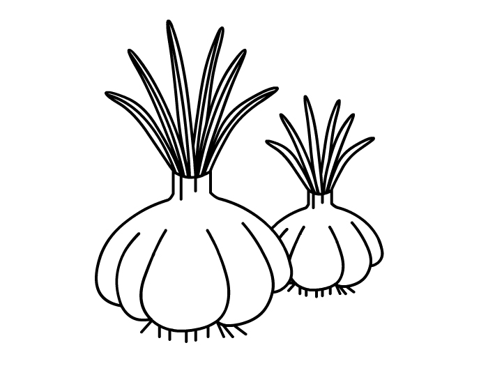 一颗大蒜的生长简笔画图片