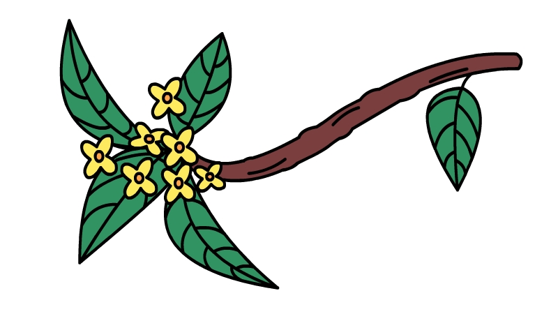 桂花树的图画的画法 怎么画桂花树 桂花树怎么画简单好看