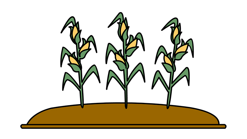 玉米地手绘图片